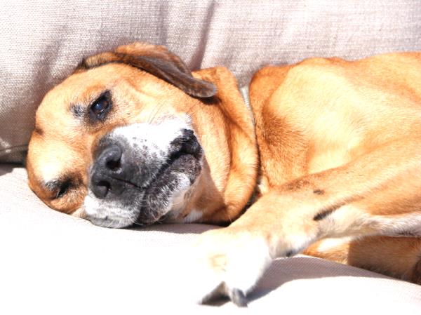 /Images/uploads/Humane Rescue Alliance/HRACalendarPhotoContest/entries/8349thumb.jpg